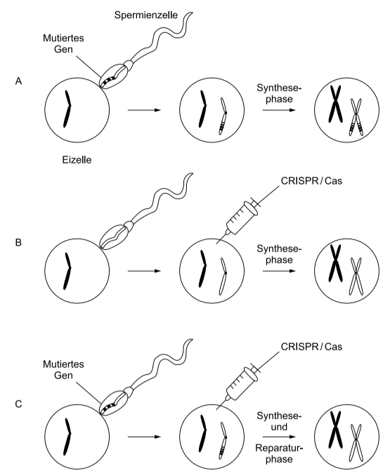 Schematische Darstellung der Genveränderung in einer Eizelle durch Spermium und CRISPR/Cas in drei Varianten.
